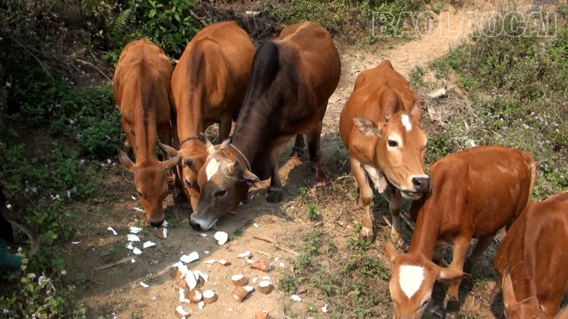 Lào Cai: Thay đổi để vươn lên ở Púng Luông Lào Cai: Thay đổi để vươn lên ở Púng Luông
