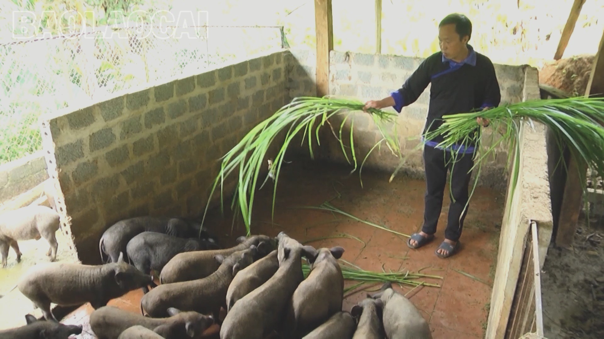 Lào Cai: Thay đổi để vươn lên ở Púng Luông Lào Cai: Thay đổi để vươn lên ở Púng Luông