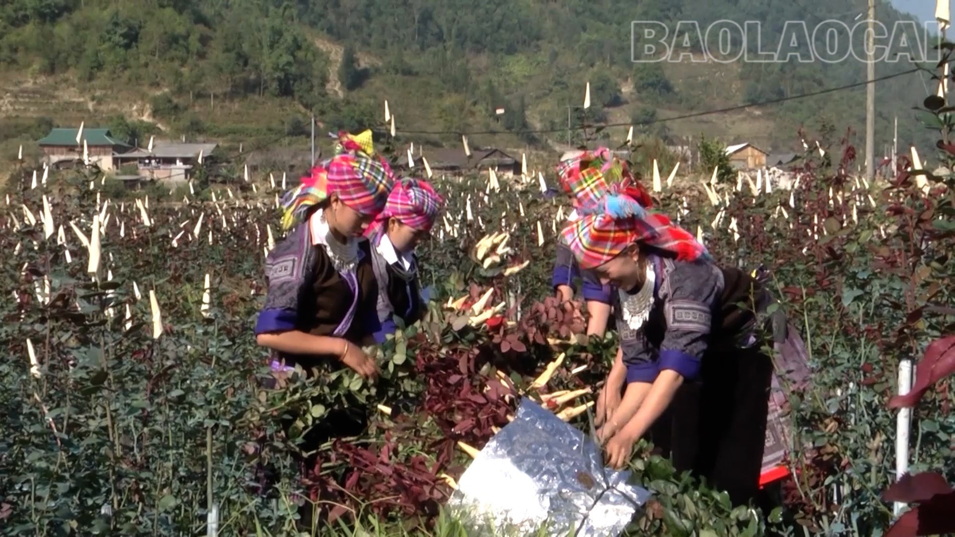 Lào Cai: Thay đổi để vươn lên ở Púng Luông Lào Cai: Thay đổi để vươn lên ở Púng Luông