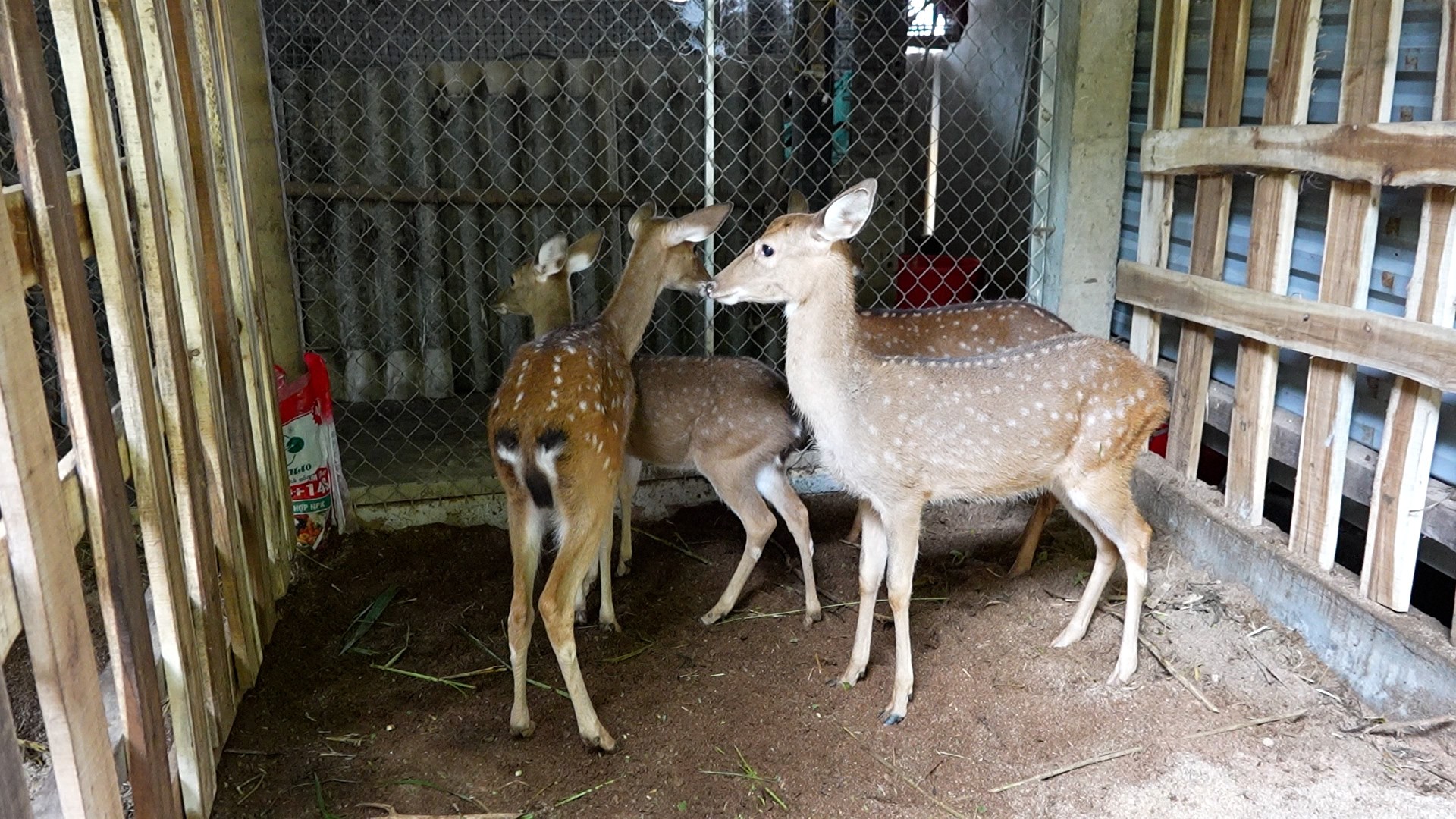 Lào Cai: Những đảng viên trẻ tiên phong mở lối thoát nghèo Lào Cai: Những đảng viên trẻ tiên phong mở lối thoát nghèo