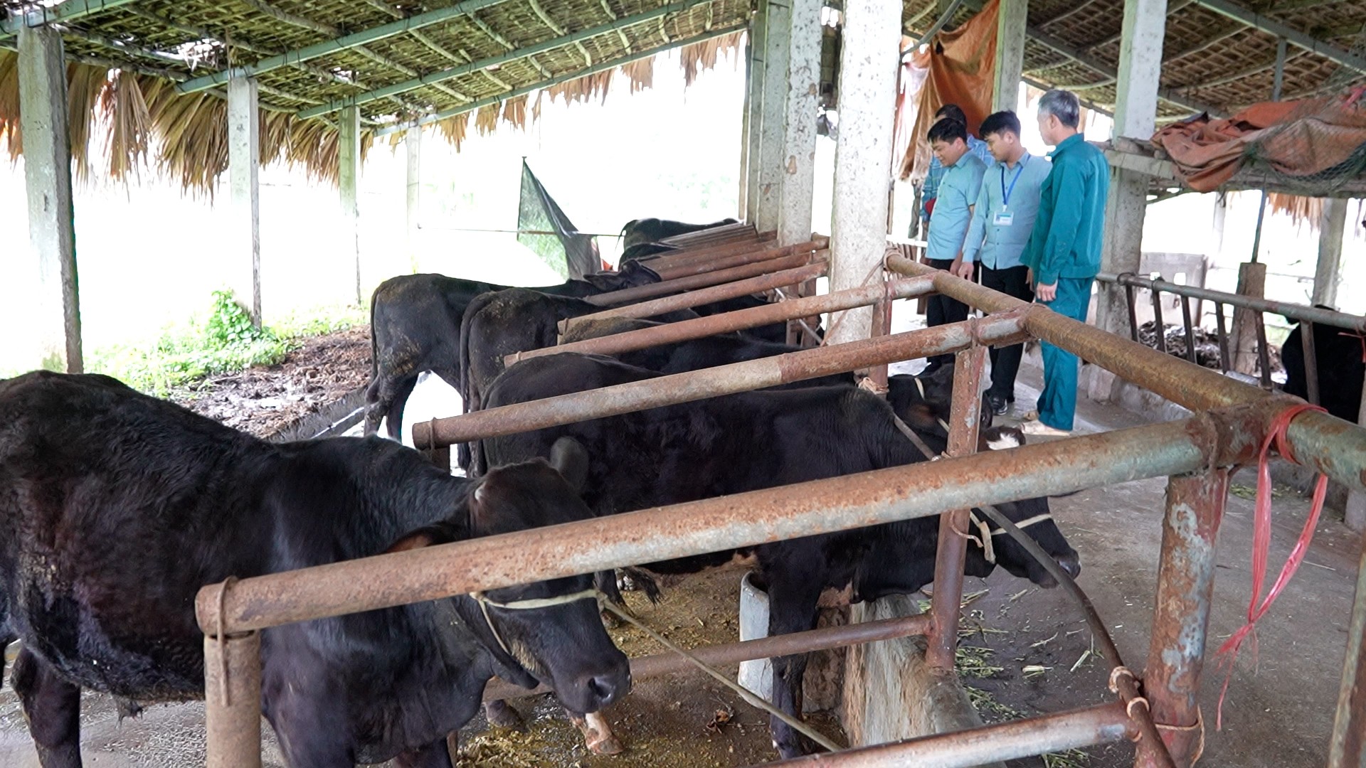 Lào Cai: Những đảng viên trẻ tiên phong mở lối thoát nghèo Lào Cai: Những đảng viên trẻ tiên phong mở lối thoát nghèo