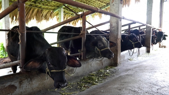 Lào Cai: Những đảng viên trẻ tiên phong mở lối thoát nghèo