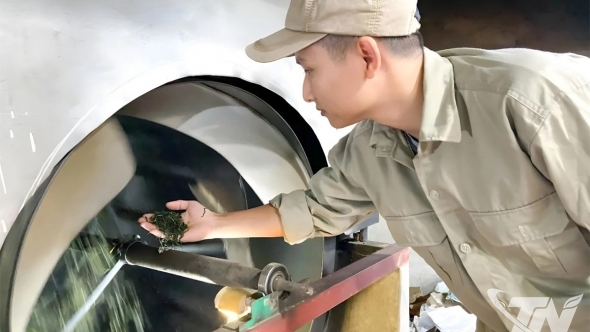 Thái Nguyên: Chọn đường khó để "sống bền" với cây chè