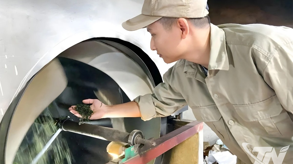 Thái Nguyên: Chọn đường khó để "sống bền" với cây chè