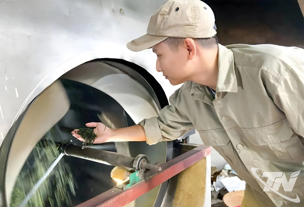 Thái Nguyên: Chọn đường khó để "sống bền" với cây chè Thái Nguyên: Chọn đường khó để "sống bền" với cây chè