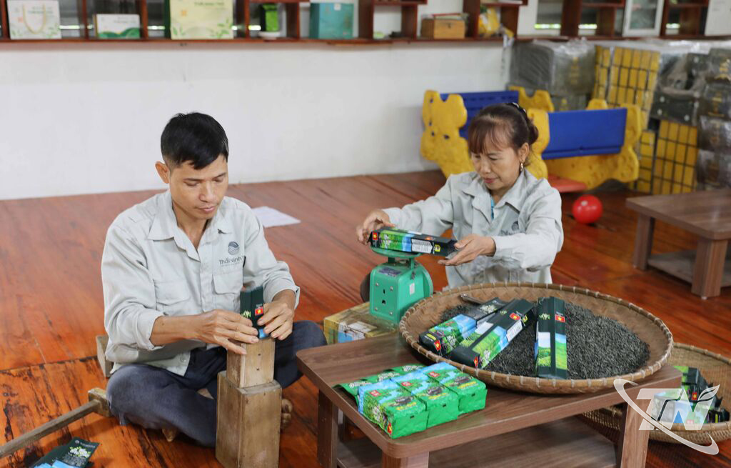 Thái Nguyên: Chọn đường khó để "sống bền" với cây chè Thái Nguyên: Chọn đường khó để "sống bền" với cây chè