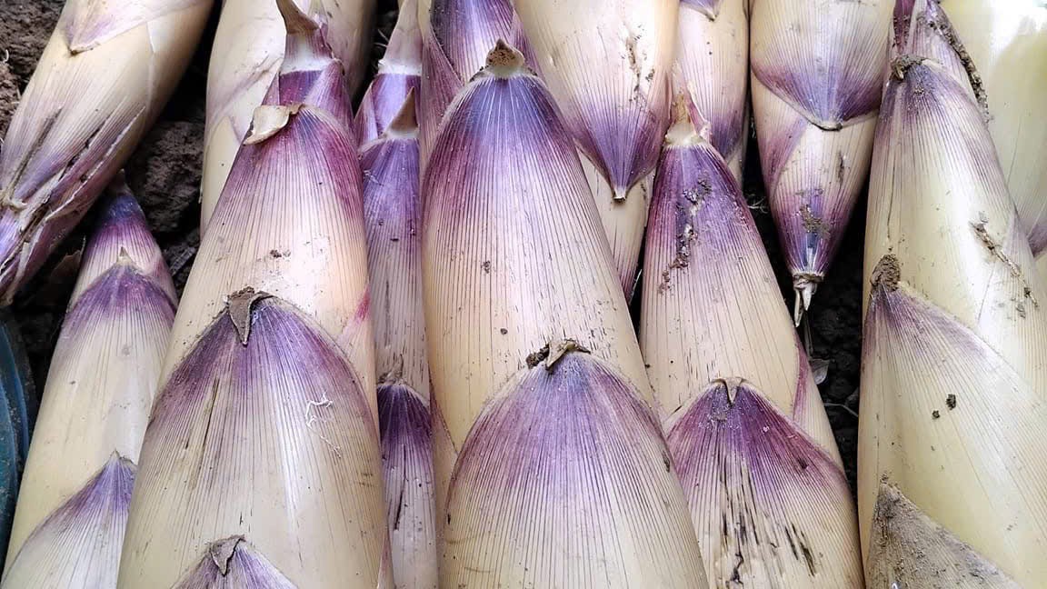 Thái Nguyên: Hái lộc rừng đầu mùa