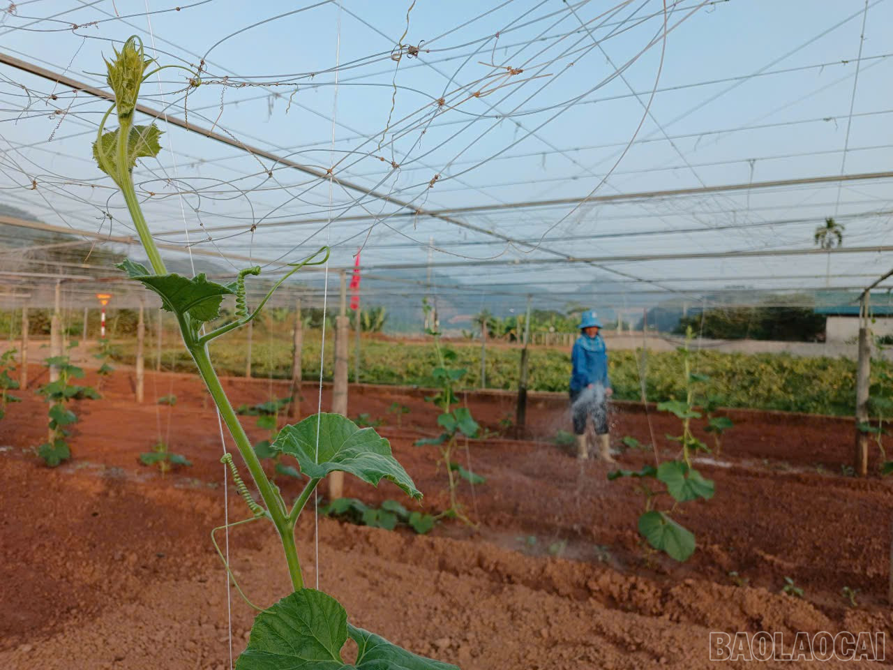 Lào Cai: Nông dân Gia Phú và nhịp sống trên những ruộng rau Lào Cai: Nông dân Gia Phú và nhịp sống trên những ruộng rau