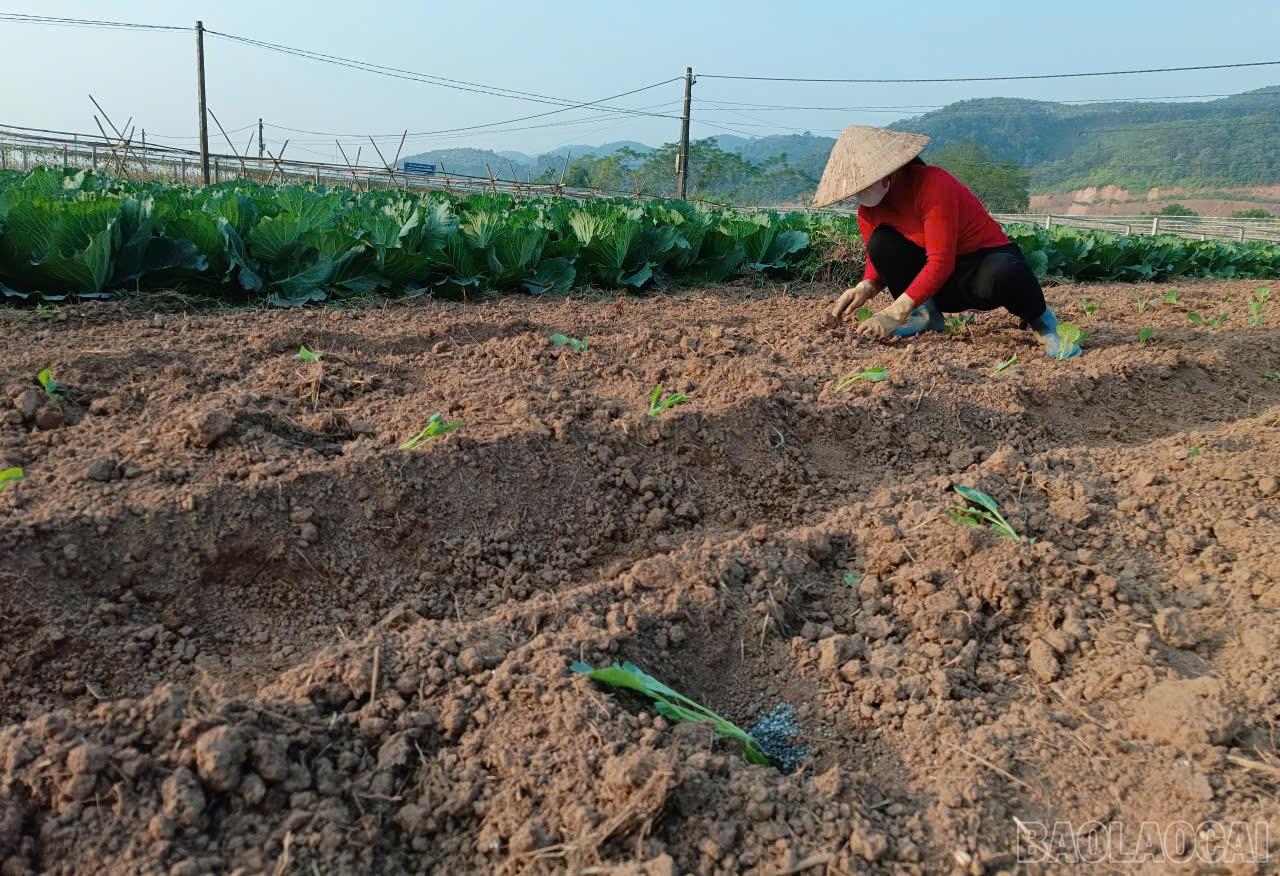 Lào Cai: Nông dân Gia Phú và nhịp sống trên những ruộng rau Lào Cai: Nông dân Gia Phú và nhịp sống trên những ruộng rau