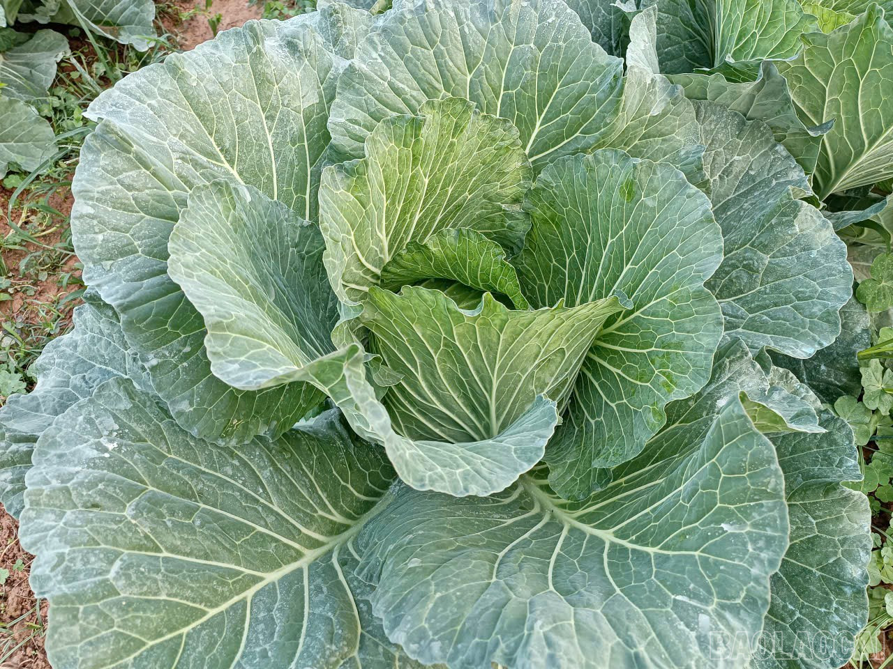 Lào Cai: Nông dân Gia Phú và nhịp sống trên những ruộng rau Lào Cai: Nông dân Gia Phú và nhịp sống trên những ruộng rau