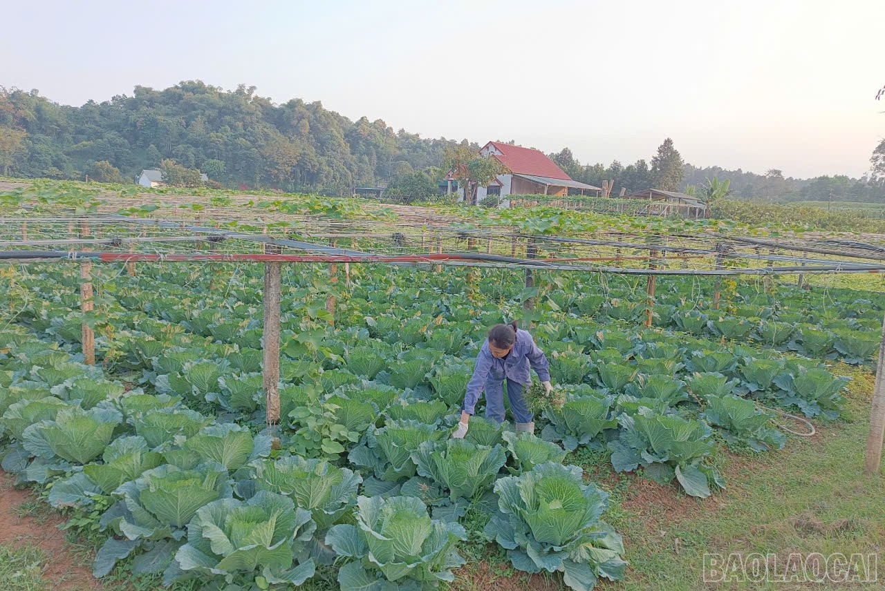 Lào Cai: Nông dân Gia Phú và nhịp sống trên những ruộng rau Lào Cai: Nông dân Gia Phú và nhịp sống trên những ruộng rau