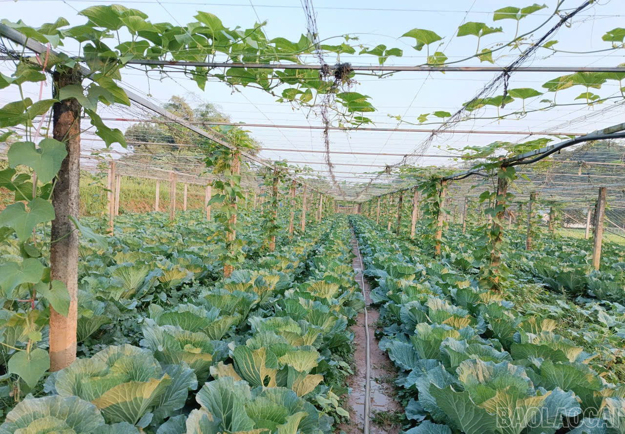 Lào Cai: Nông dân Gia Phú và nhịp sống trên những ruộng rau Lào Cai: Nông dân Gia Phú và nhịp sống trên những ruộng rau