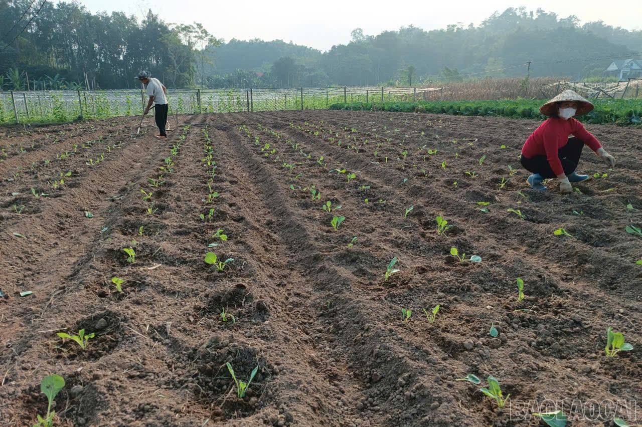 Lào Cai: Nông dân Gia Phú và nhịp sống trên những ruộng rau Lào Cai: Nông dân Gia Phú và nhịp sống trên những ruộng rau