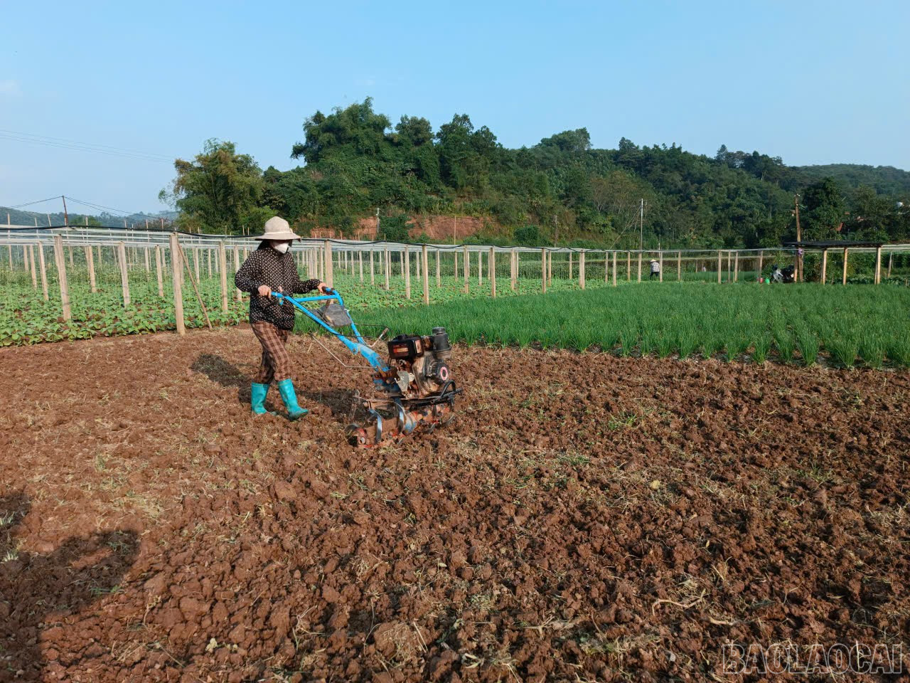 Lào Cai: Nông dân Gia Phú và nhịp sống trên những ruộng rau Lào Cai: Nông dân Gia Phú và nhịp sống trên những ruộng rau