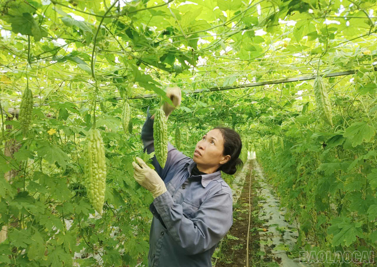 Lào Cai: Nông dân Gia Phú và nhịp sống trên những ruộng rau Lào Cai: Nông dân Gia Phú và nhịp sống trên những ruộng rau