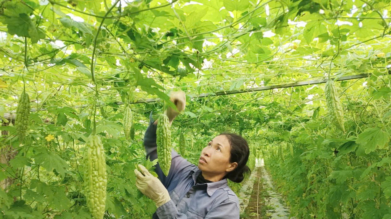 Lào Cai: Nông dân Gia Phú và nhịp sống trên những ruộng rau