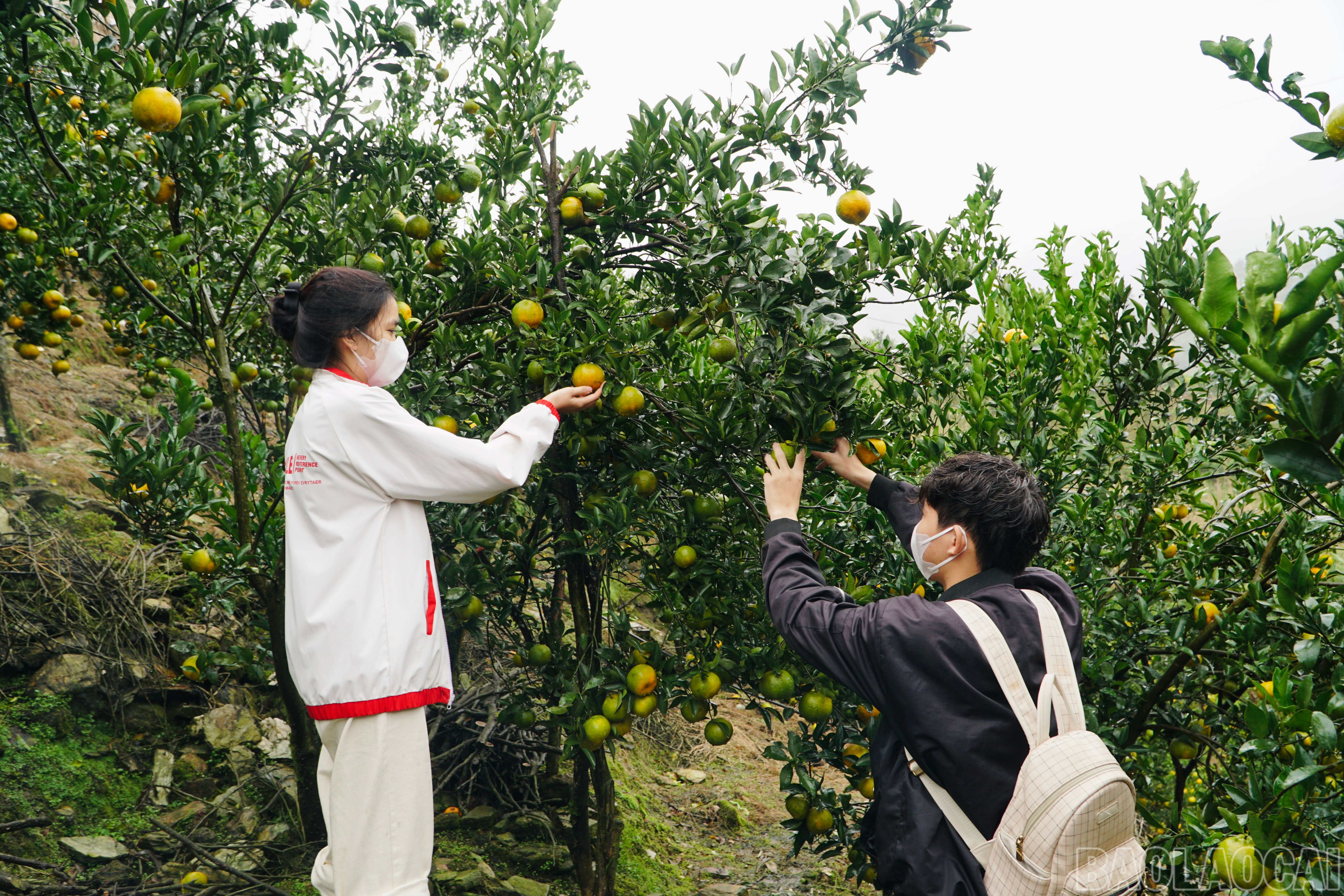 Lào Cai: Phụ nữ vùng cao thay đổi tư duy phát triển kinh tế, giảm nghèo bền vững