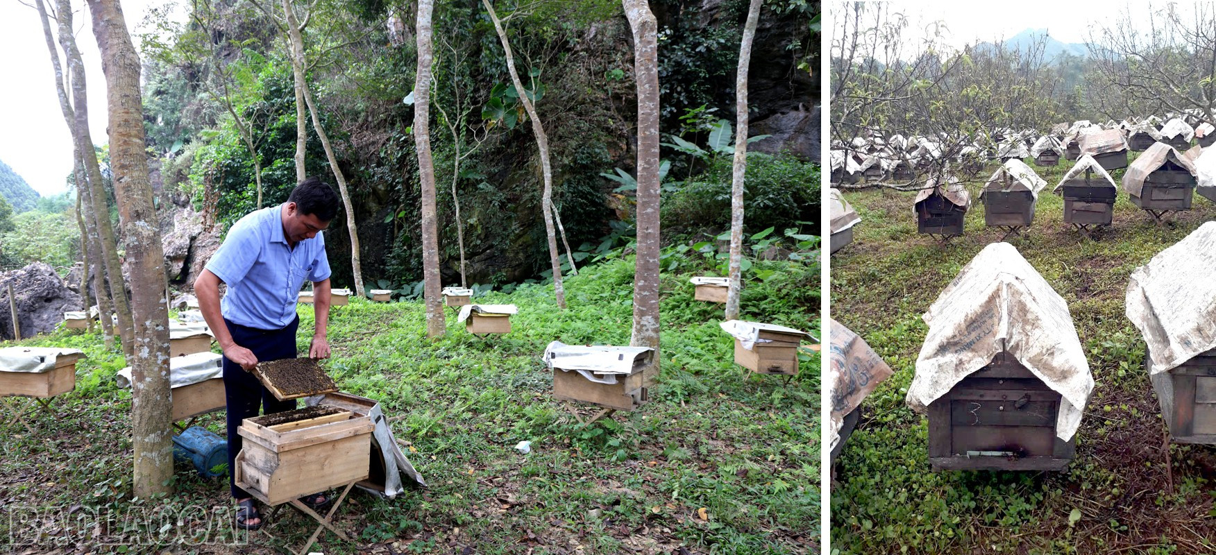 Lào Cai: Mật ong núi đá   sản phẩm OCOP chủ lực của Xuân Quang