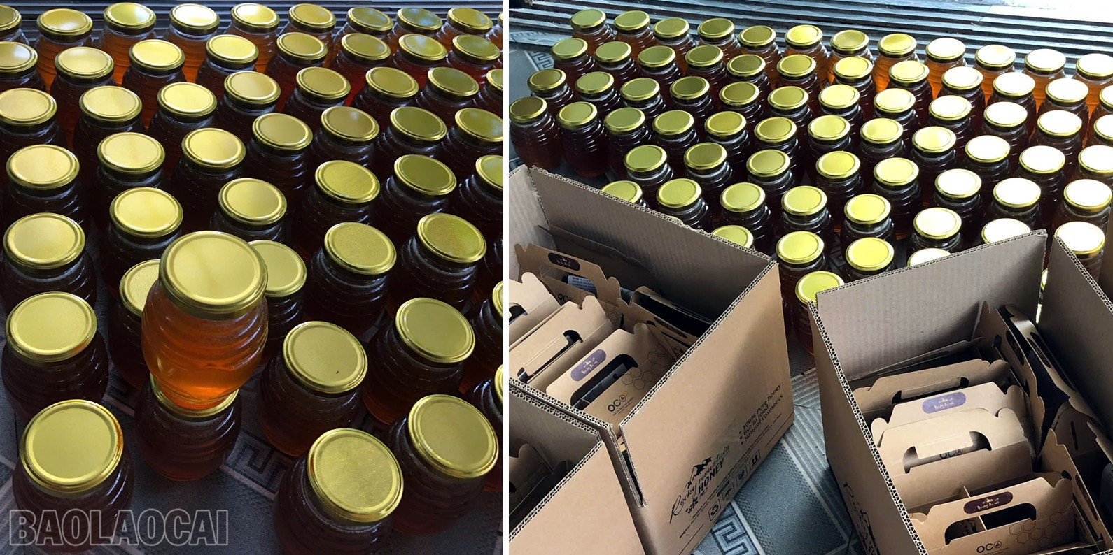 Lào Cai: Mật ong núi đá   sản phẩm OCOP chủ lực của Xuân Quang