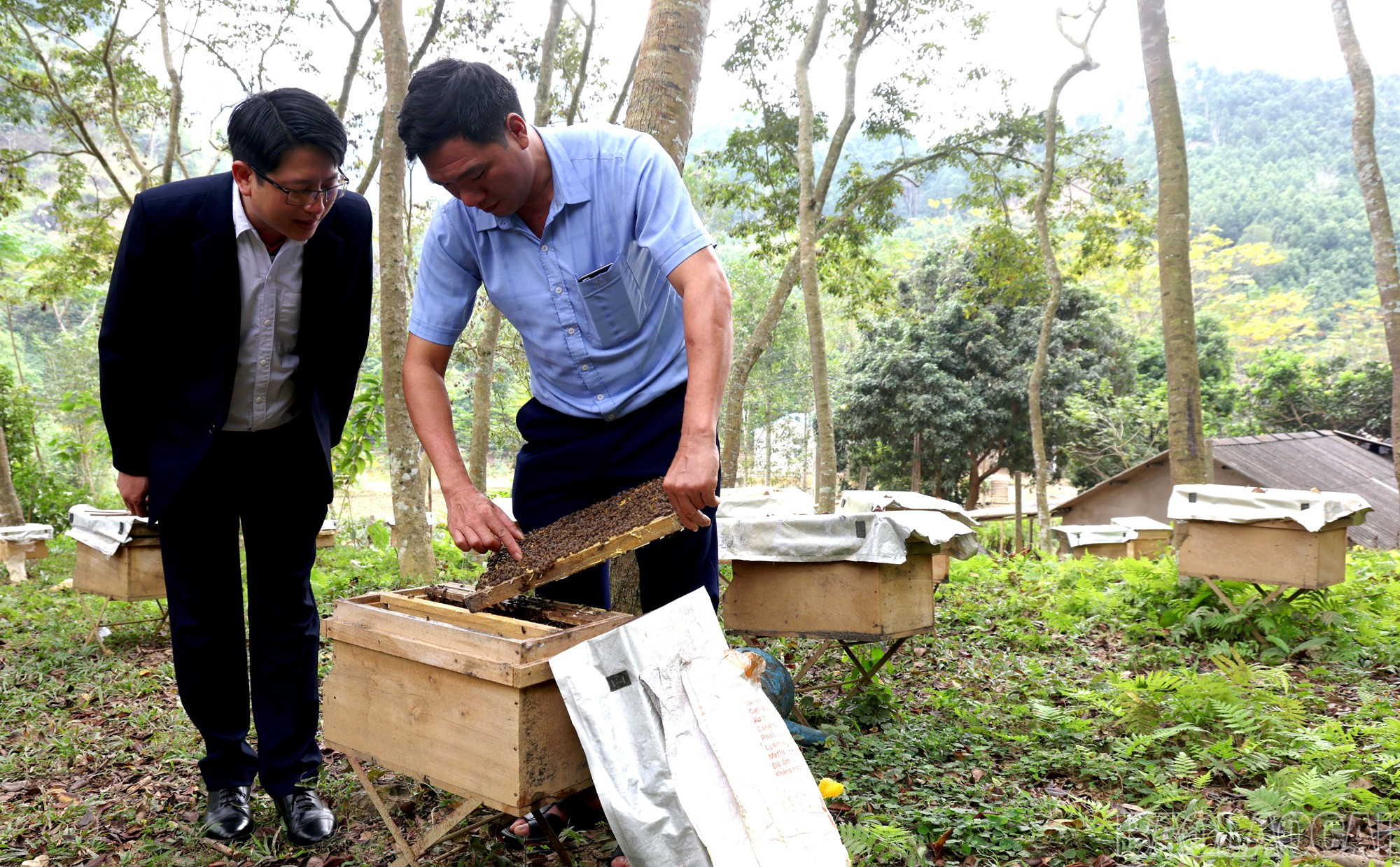 Lào Cai: Mật ong núi đá   sản phẩm OCOP chủ lực của Xuân Quang