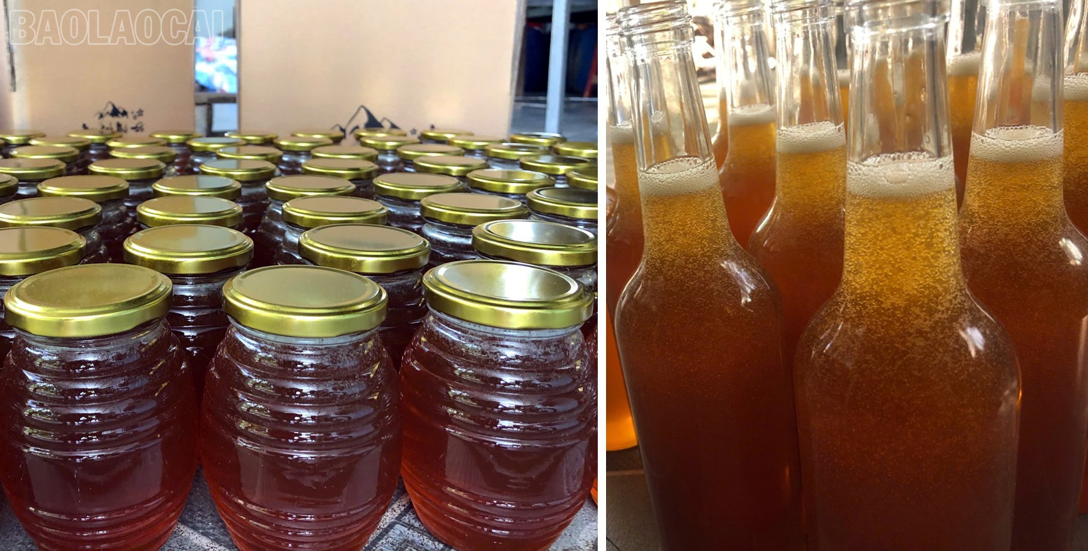 Lào Cai: Mật ong núi đá   sản phẩm OCOP chủ lực của Xuân Quang