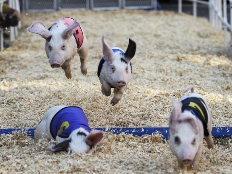 Cầm cự qua “cơn bĩ cực”, sức khỏe các đại gia chăn nuôi heo hiện ra sao? Cầm cự qua “cơn bĩ cực”, sức khỏe các đại gia chăn nuôi heo hiện ra sao?