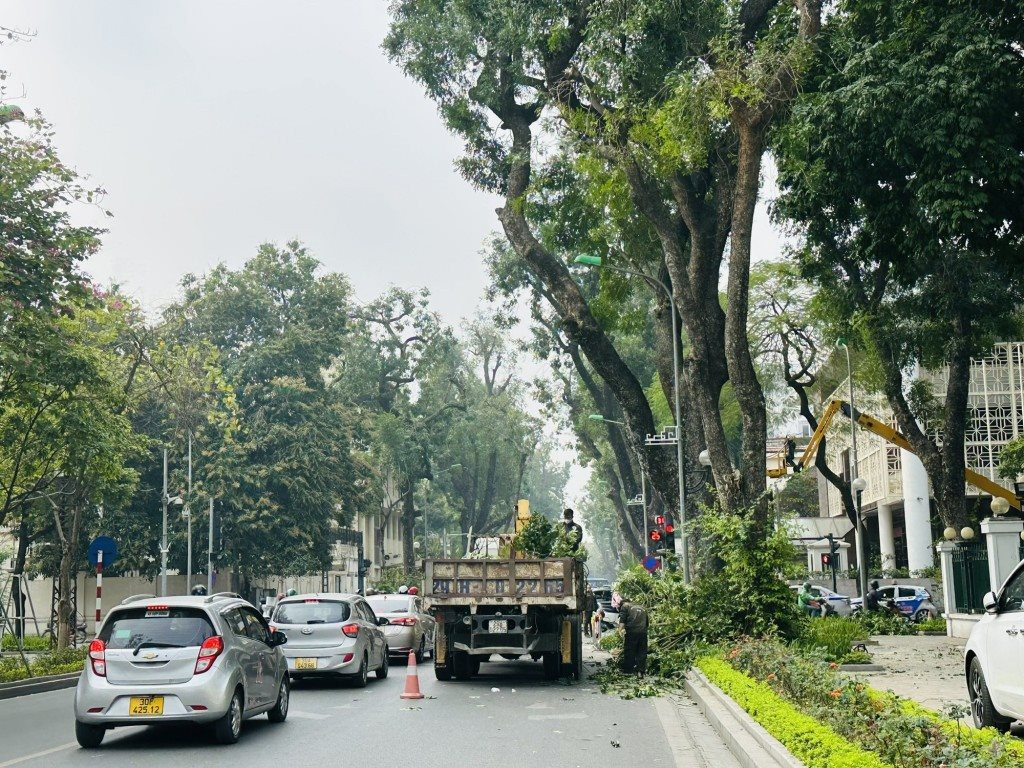 Hà Nội rà soát, thay thế cây xanh có nguy cơ gãy đổ trước mùa mưa bão