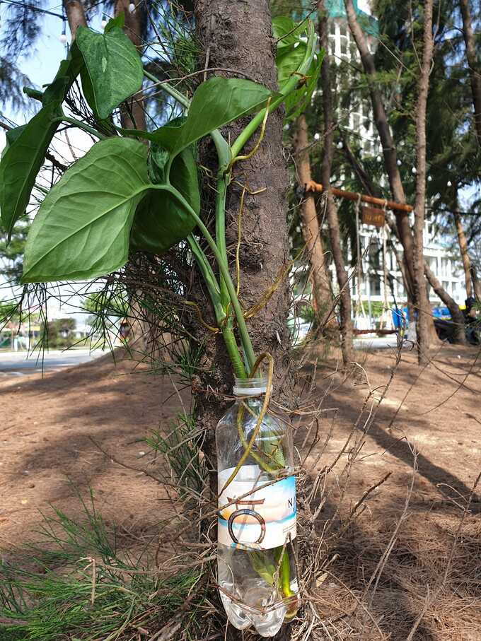 Phát triển du lịch đồng hành với bảo vệ môi trường