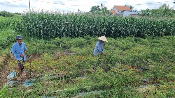 Quảng Ngãi: Cần sớm có giải pháp khắc phục tình trạng sạt lở sông Trà Bồng
