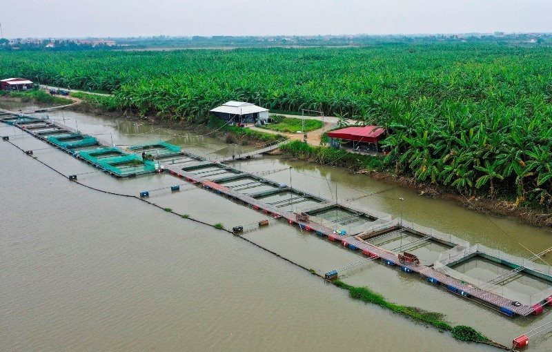 Hải Dương: Nuôi cá lồng trong vùng khai thác nước mặt phục vụ sinh hoạt ở sông Kinh Thầy Hải Dương: Nuôi cá lồng trong vùng khai thác nước mặt phục vụ sinh hoạt ở sông Kinh Thầy