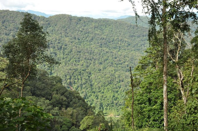 Làm dày “lá phổi xanh” trước tác động của biến đổi khí hậu Làm dày “lá phổi xanh” trước tác động của biến đổi khí hậu