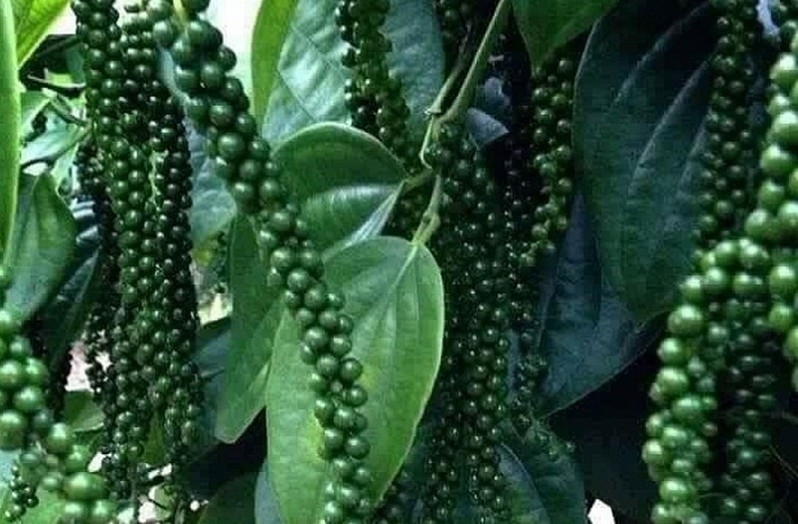 Giá tiêu hôm nay 14/1: Giảm đến 4.500 đồng/kg trong tuần