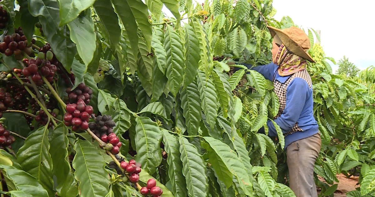 Giá cà phê hôm nay 28/1/2025: 2 nhân tố giúp Arabica tiếp tục tăng