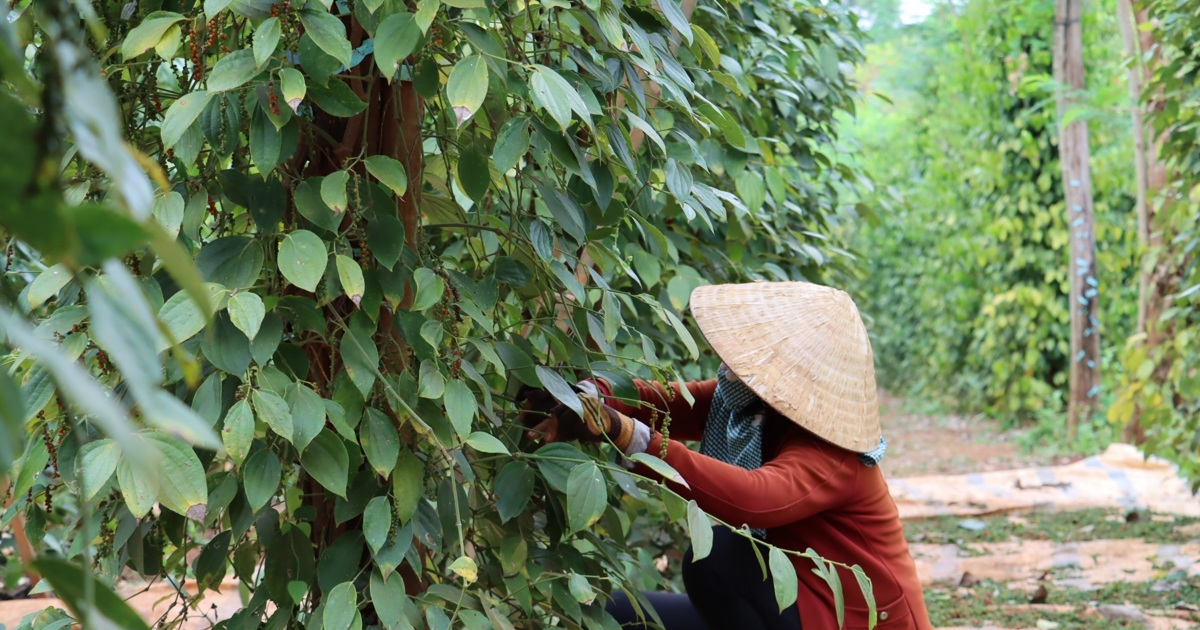 Giá tiêu hôm nay 28/1/2025: 4 nguyên nhân khiến xuất khẩu sang Trung Quốc giảm mạnh