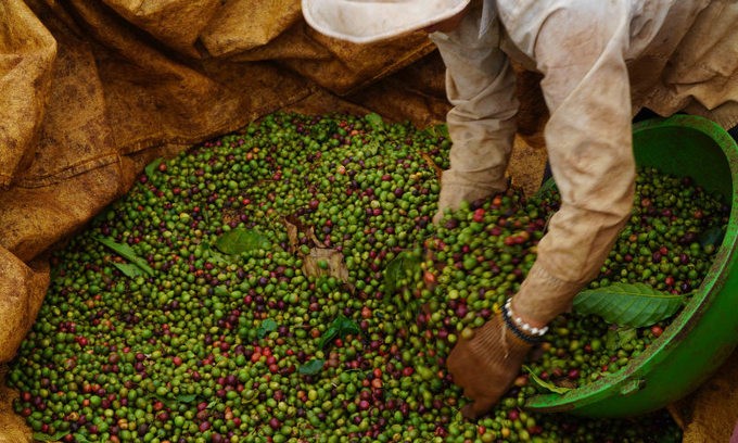 undefined Giá cà phê hôm nay, 17/2: Giá cà phê trong nước giảm 400 đồng/kg