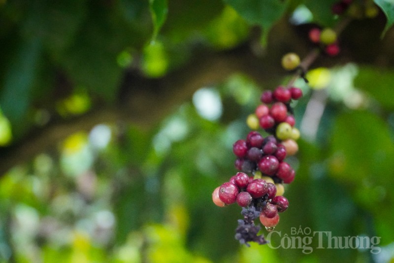 Giá cà phê hôm nay, 18/2: Giá cà phê trong nước vượt mốc 45.000 đồng/kg Giá cà phê hôm nay, 18/2: Giá cà phê trong nước vượt mốc 45.000 đồng/kg