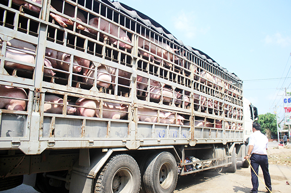 Giá heo hơi hôm nay 3/2/2024: Đi ngang trên diện rộng