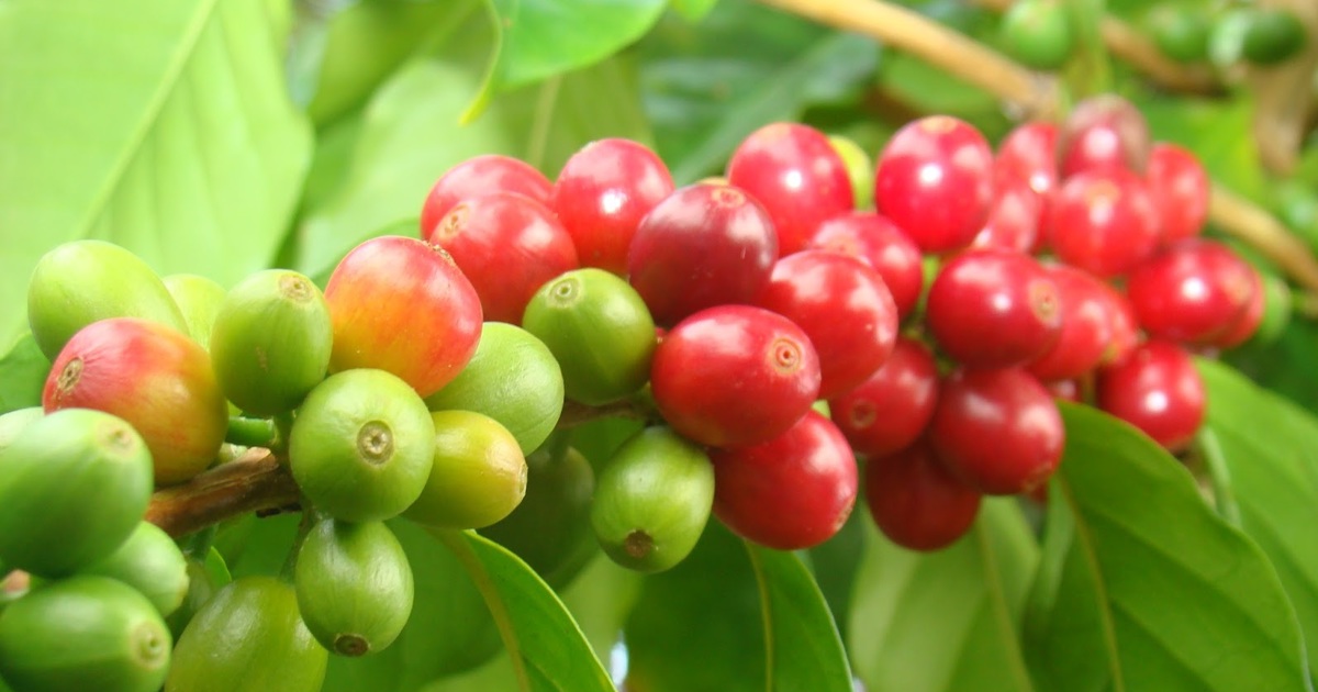 Giá cà phê hôm nay 13/2: Gần 80.000 đồng/kg dù đang nghỉ Tết Nguyên đán