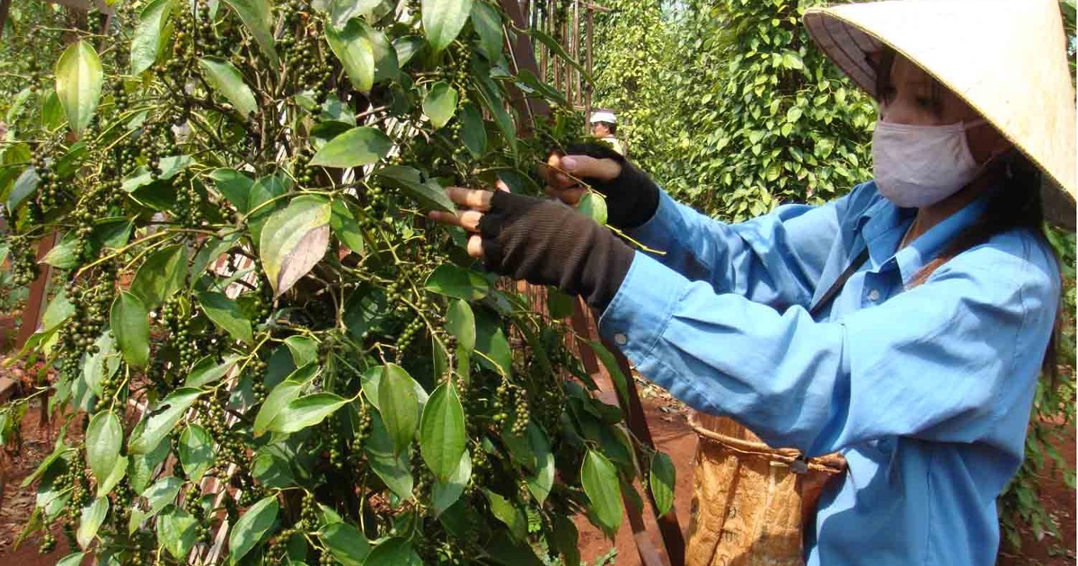 Giá tiêu hôm nay 13/2: Đồng loạt tăng, kỳ vọng 90.000 đồng/kg ngay sau Tết Giá tiêu hôm nay 13/2: Đồng loạt tăng, kỳ vọng 90.000 đồng/kg ngay sau Tết