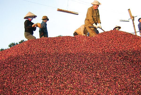 Giá cà phê mới nhất ngày 15/2/2024: Thị trường cà phê trong nước nối đà giảm, mức giảm 400 đồng/kg