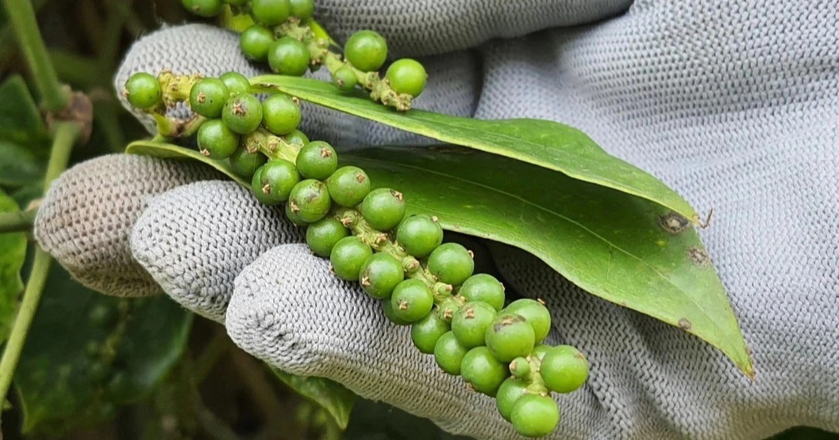 Giá tiêu hôm nay 28/2: Nằm trong khoảng 91.000 - 94.000 đồng/kg