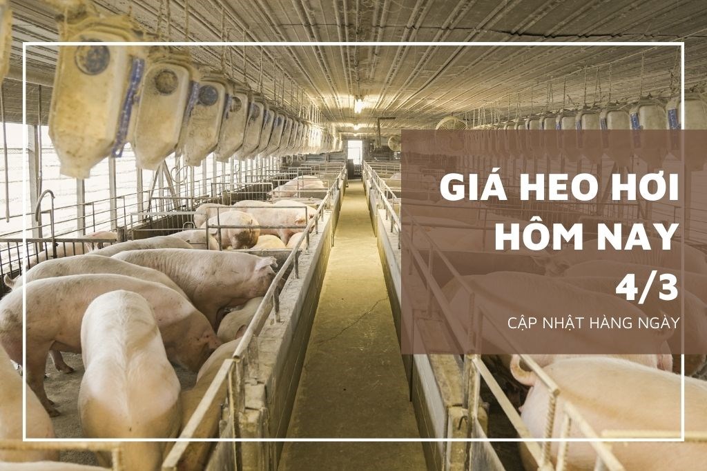 Giá heo hơi hôm nay 4/3: Giảm 1.000 đồng/kg ở miền Trung, Tây Nguyên và miền Nam