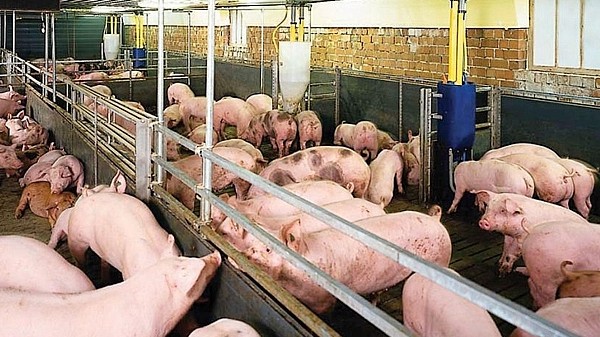 Giá heo hơi hôm nay 9/3: Ghi nhận tăng tại miền Bắc