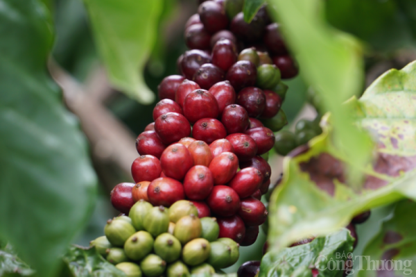 Giá cà phê hôm nay, 13/3: Giá cà phê tuột khỏi mốc 48.000 đồng/kg | Báo Công Thương