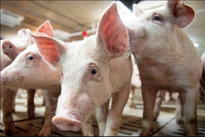 Giá heo hơi hôm nay 16/3: Dao động từ 46.000 - 52.000 đồng/kg