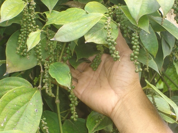 Giá tiêu hôm nay 27/3: Tiêu trong nước có mức giá từ 64.000 – 66.500 đồng/kg Giá tiêu hôm nay 27/3: Tiêu trong nước có mức giá từ 64.000 – 66.500 đồng/kg