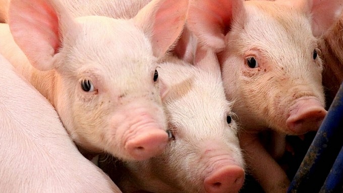 Giá heo hơi hôm nay 28/3: Tăng giảm 1.000 đồng/kg ở khu vực phía Nam