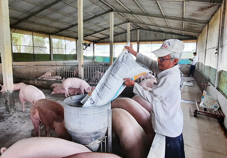 Giá heo hơi hôm nay 14/3/2024: Tăng rải rác 1.000 - 2.000 đồng/kg