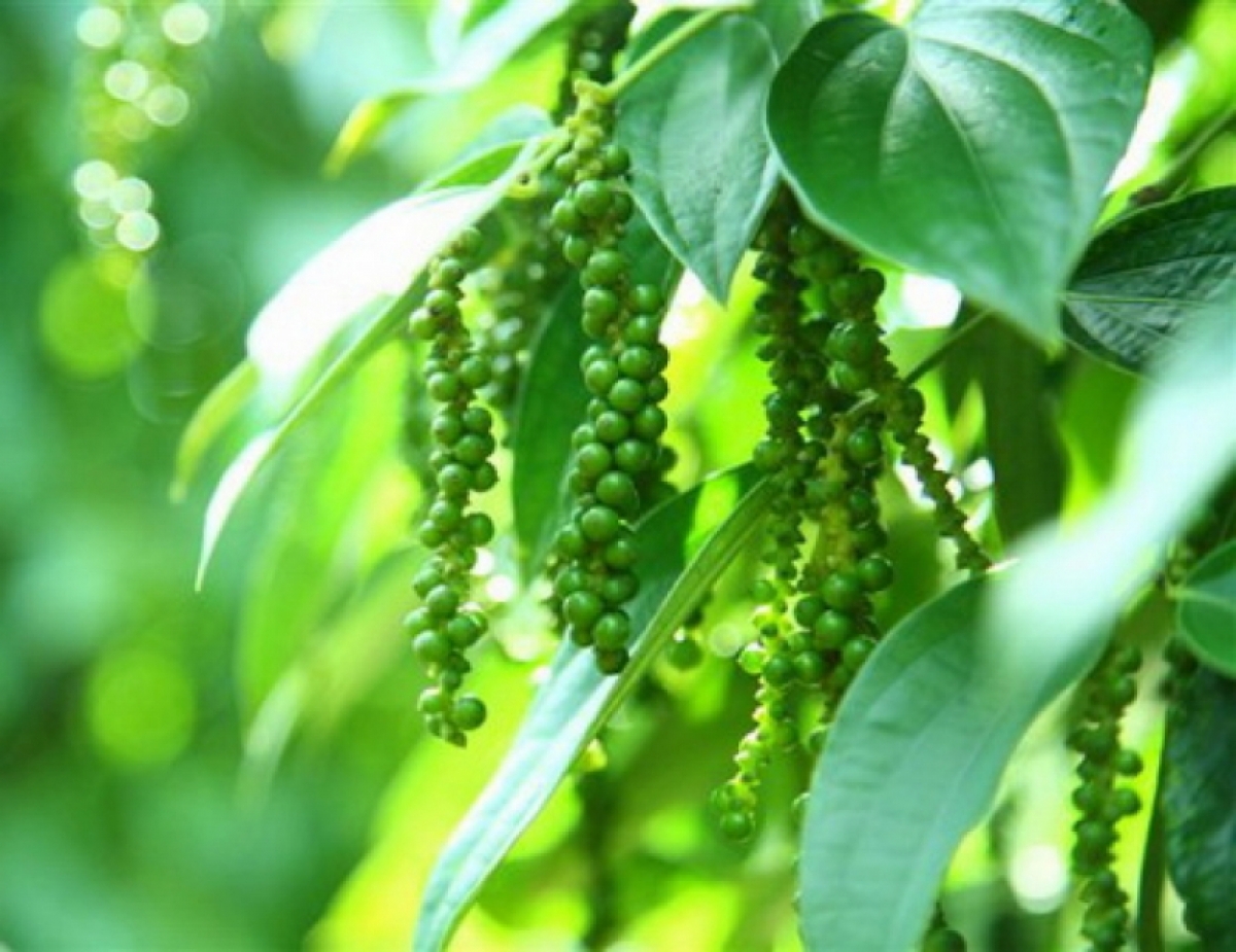 Giá tiêu hôm nay 14/3: Điều chỉnh giảm tại một số địa phương Giá tiêu hôm nay 14/3: Điều chỉnh giảm tại một số địa phương