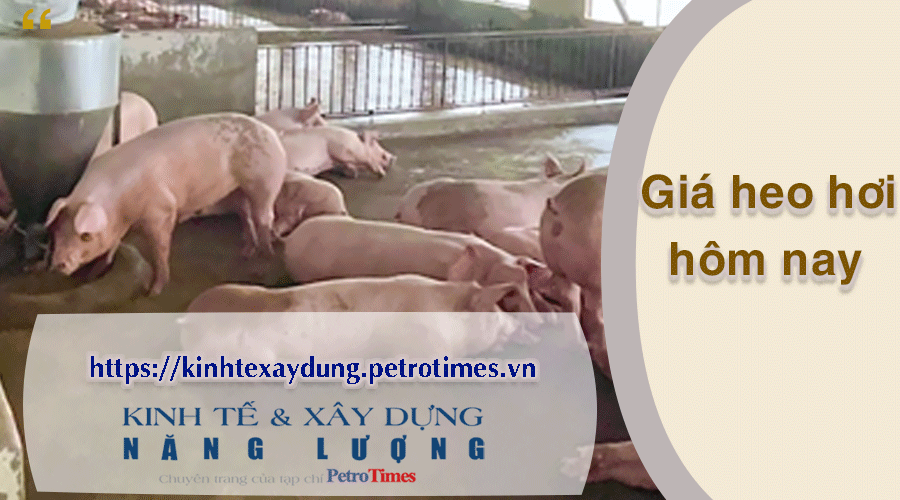 Giá heo hơi hôm nay 16/3: Điều chỉnh tăng tại miền Trung và miền Nam